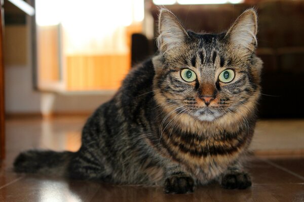 Eine Katze mit riesigen, ausgestellten Augen