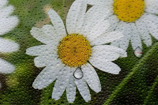 Marguerite peinte, goutte de rosée sur les pétales