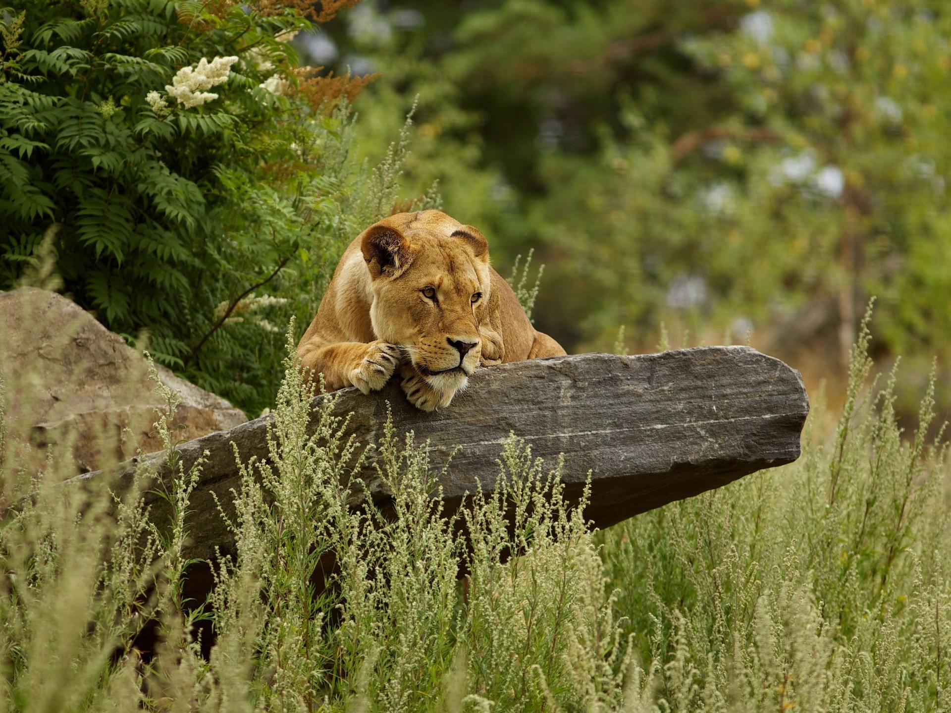 löwen säugetier natur wildtiere gras im freien wild katze tier park baum safari