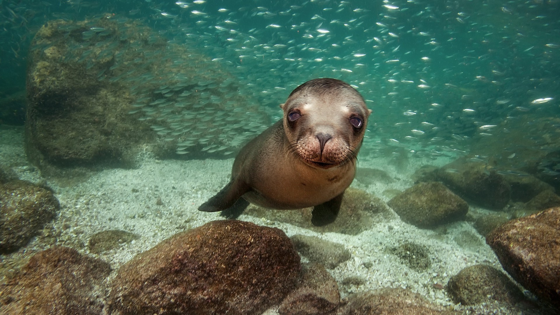 animais debaixo d água oceano natação mar peixes água vida selvagem fuzileiro naval recife coral mergulho tropical paisagem