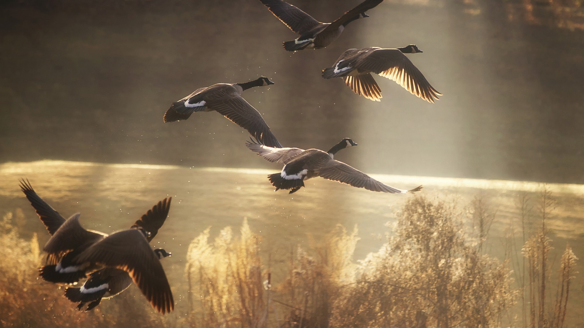 animales aves vida silvestre ganso agua gaviotas al aire libre naturaleza aves acuáticas natación pato vuelo acción volar dos