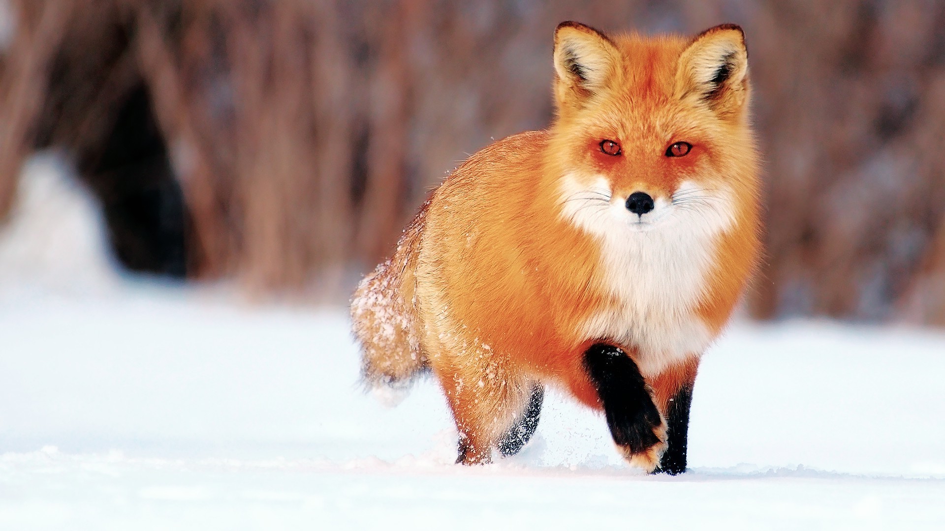 füchse säugetier schnee winter hundesportler tier tierwelt hund niedlich kälte