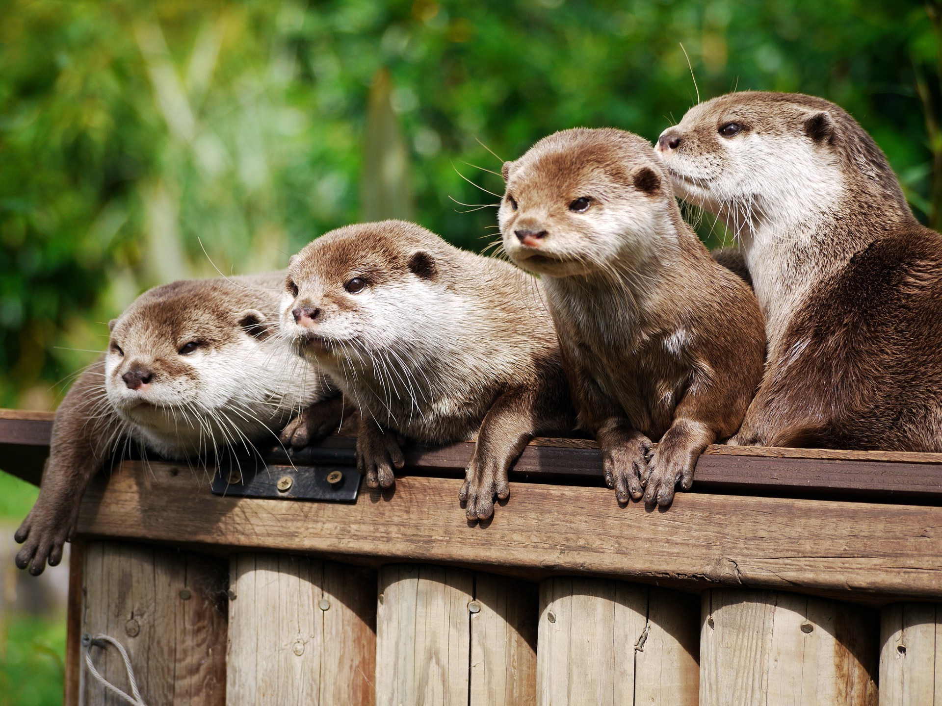 zwierzęta przyroda ssak natura zwierzę słodkie zoo dziki na zewnątrz