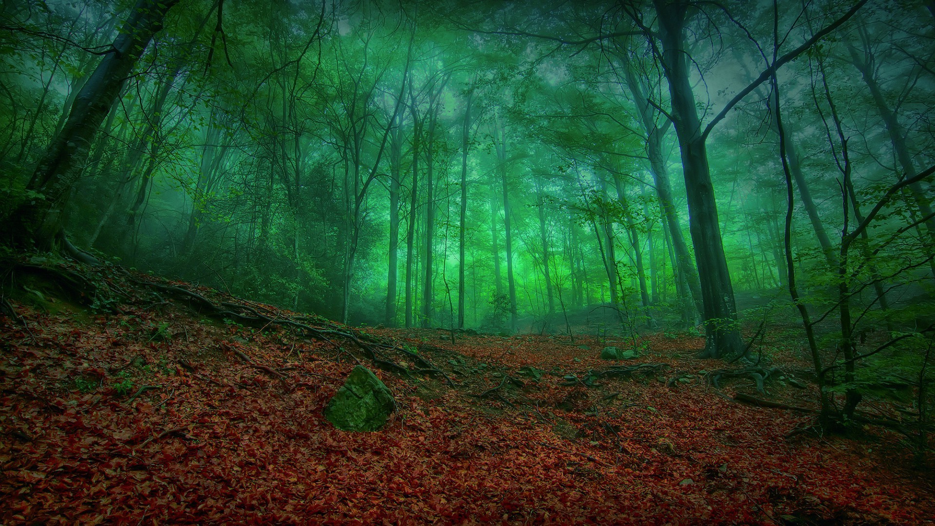 forêt bois arbre feuille paysage automne nature brouillard brouillard lumière sanbim aube mystère parc rétro-éclairé soleil luxuriante