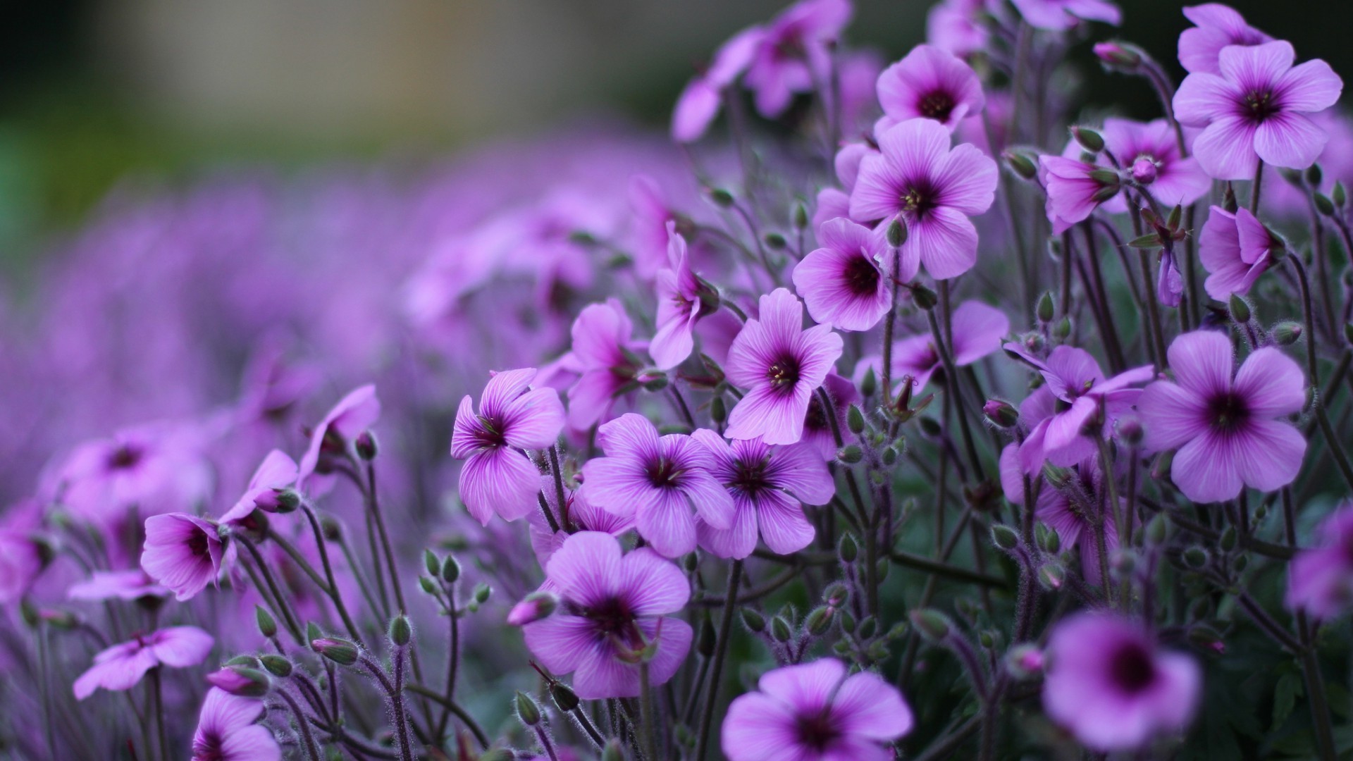 fiori fiore natura flora giardino campo estate fioritura viola foglia floreale petalo colore erba luminoso bel tempo all aperto crescita close-up