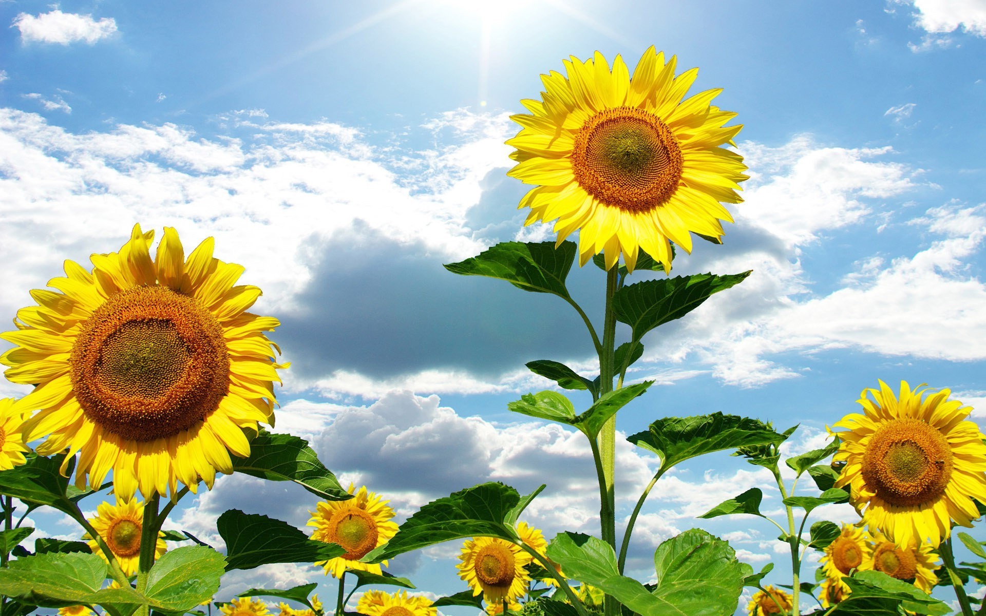 sonnenblumen sonnenblume sommer natur flora blume sonne blatt hell feld wachstum gutes wetter sonnig blütenblatt blumen pollen garten ländlichen heuhaufen schön