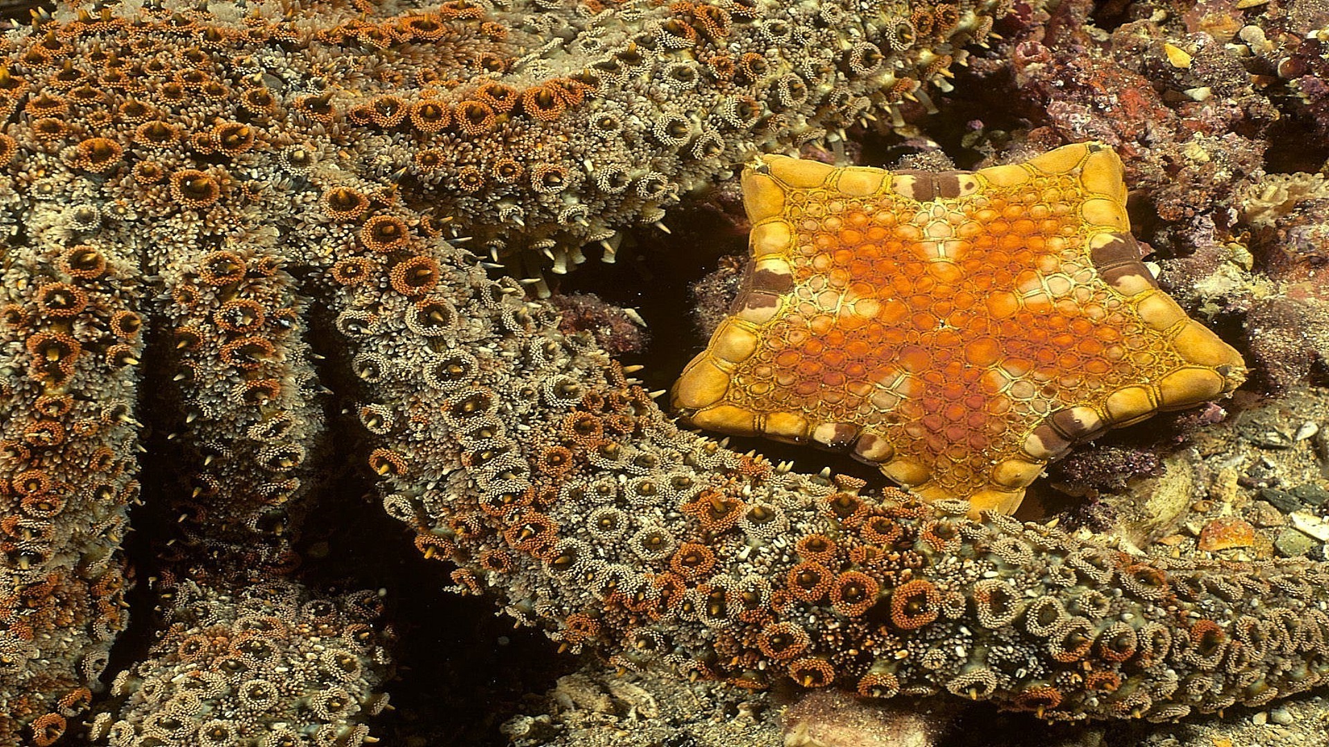 tiere unterwasser korallen wirbellose fische riff seestern u-boot nadelhäute ozean meer tropisch marine tauchen natur scuba salzwasser wasser wasser muscheln