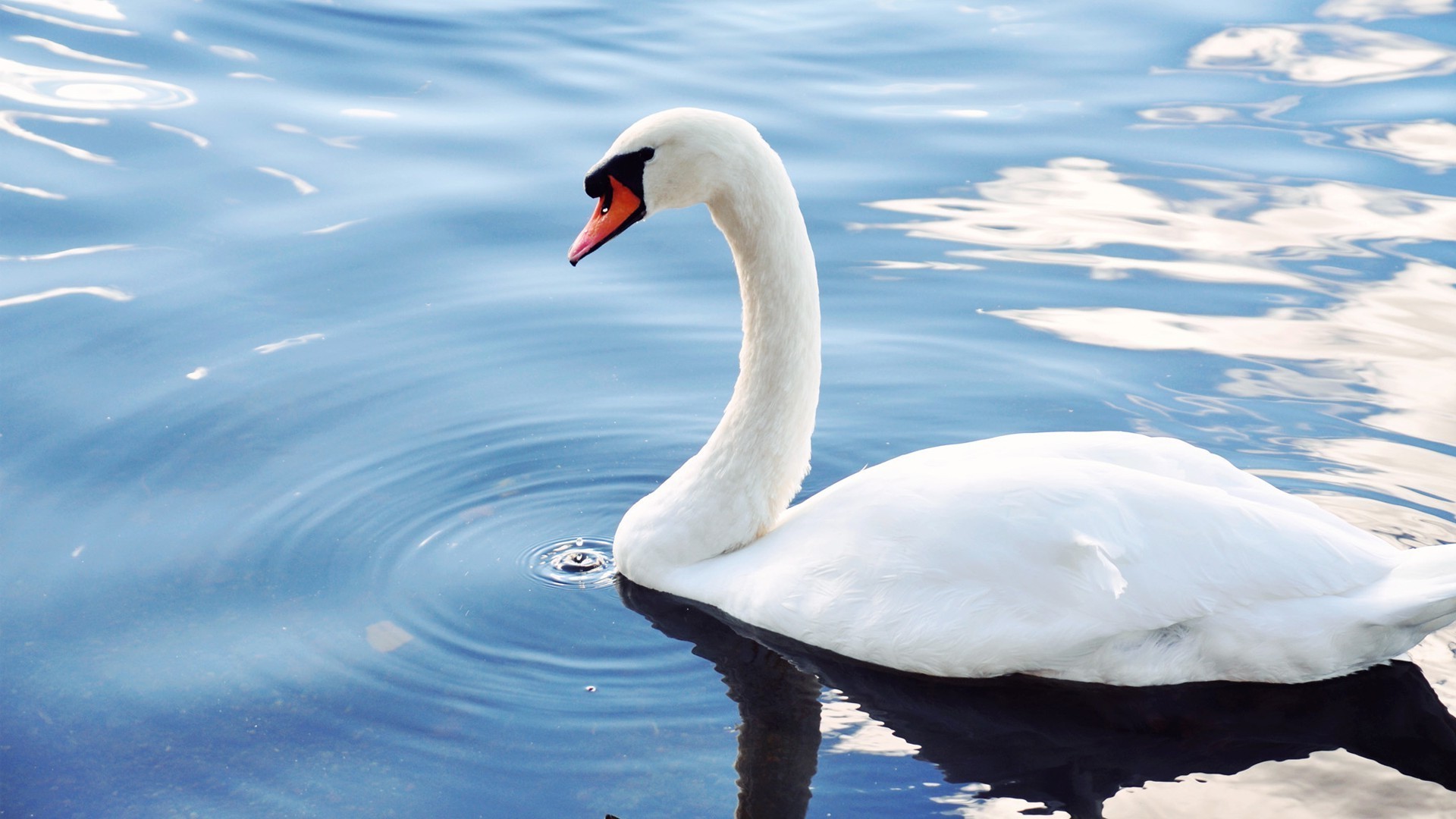 animali uccello cigno natura acqua lago inverno all aperto neve fauna selvatica