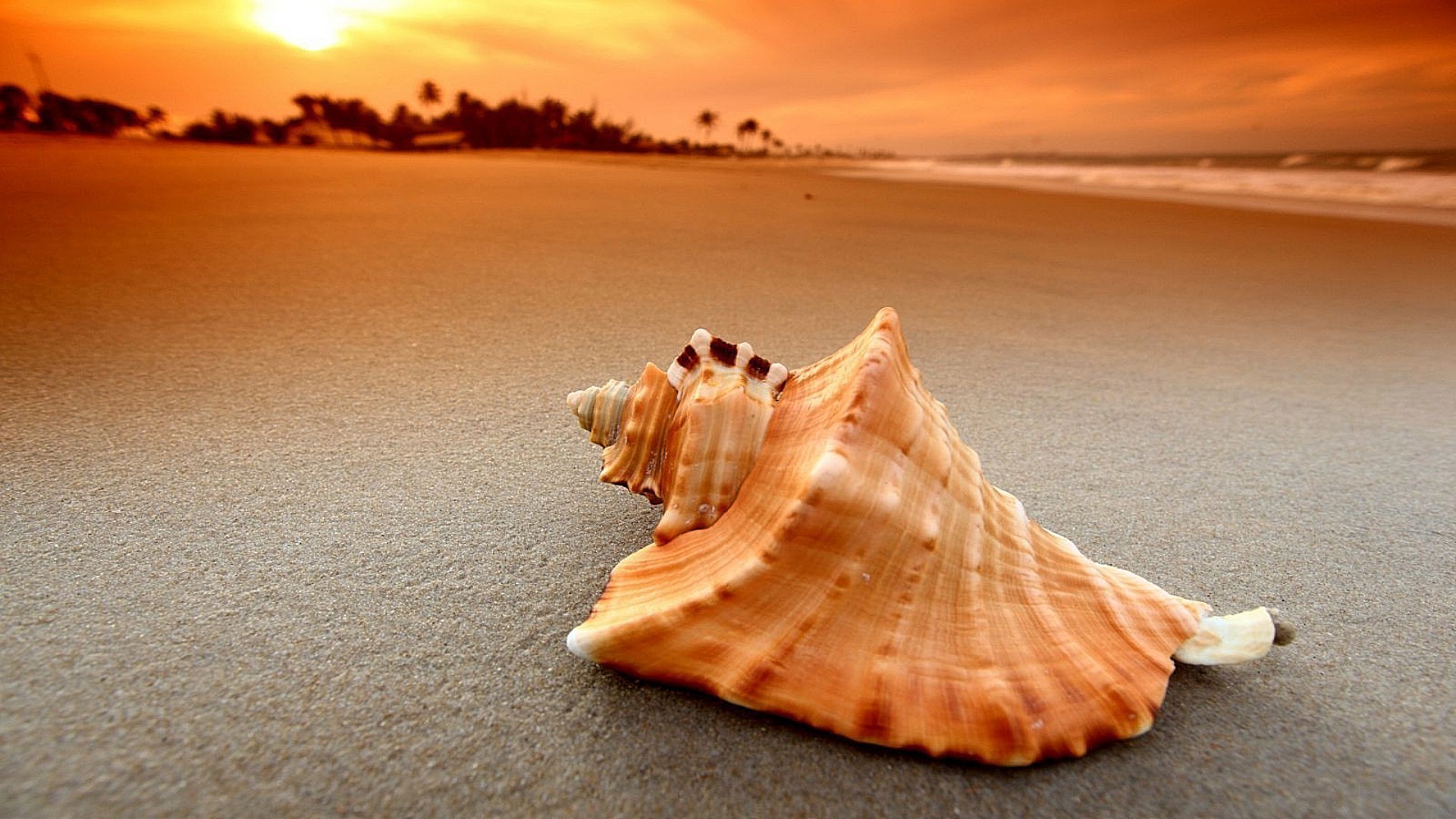 mieszkańcy oceanów i rzek plaża piasek morze morze muszle ocean lato woda muszla słońce podróże natura wakacje tropikalny brzeg zachód słońca rozgwiazda wybrzeże dobra pogoda