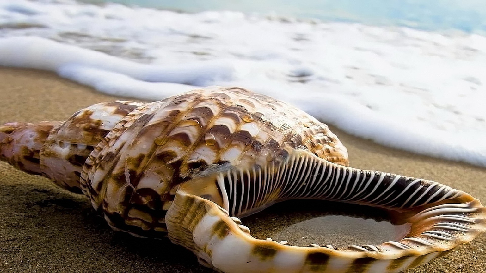 mieszkańcy oceanów i rzek plaża natura morze morza piasek ocean woda tropikalny muszla muszle