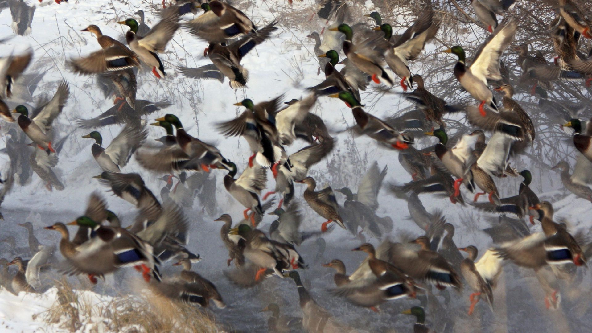 animais pássaro vida selvagem ganso pato pombo grupo muitos pássaros animal voar natureza água ao ar livre pena gaivotas bico movimento ação água