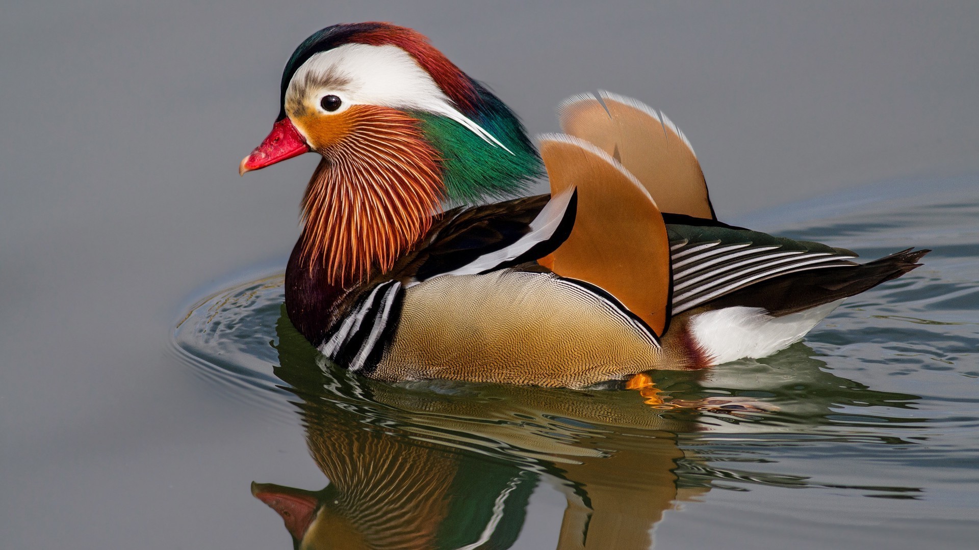 tiere ente vogel tierwelt vögel wasservögel seitenansicht