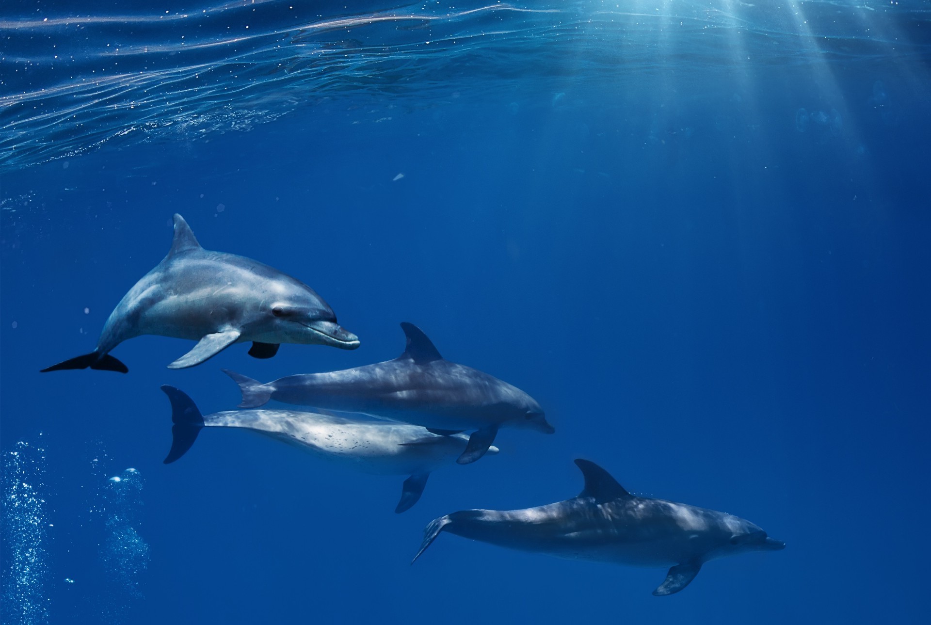 animaux ventilateur dauphin baleine natation sous-marin eau requin faune mammifère poissons plongée fin en plein air