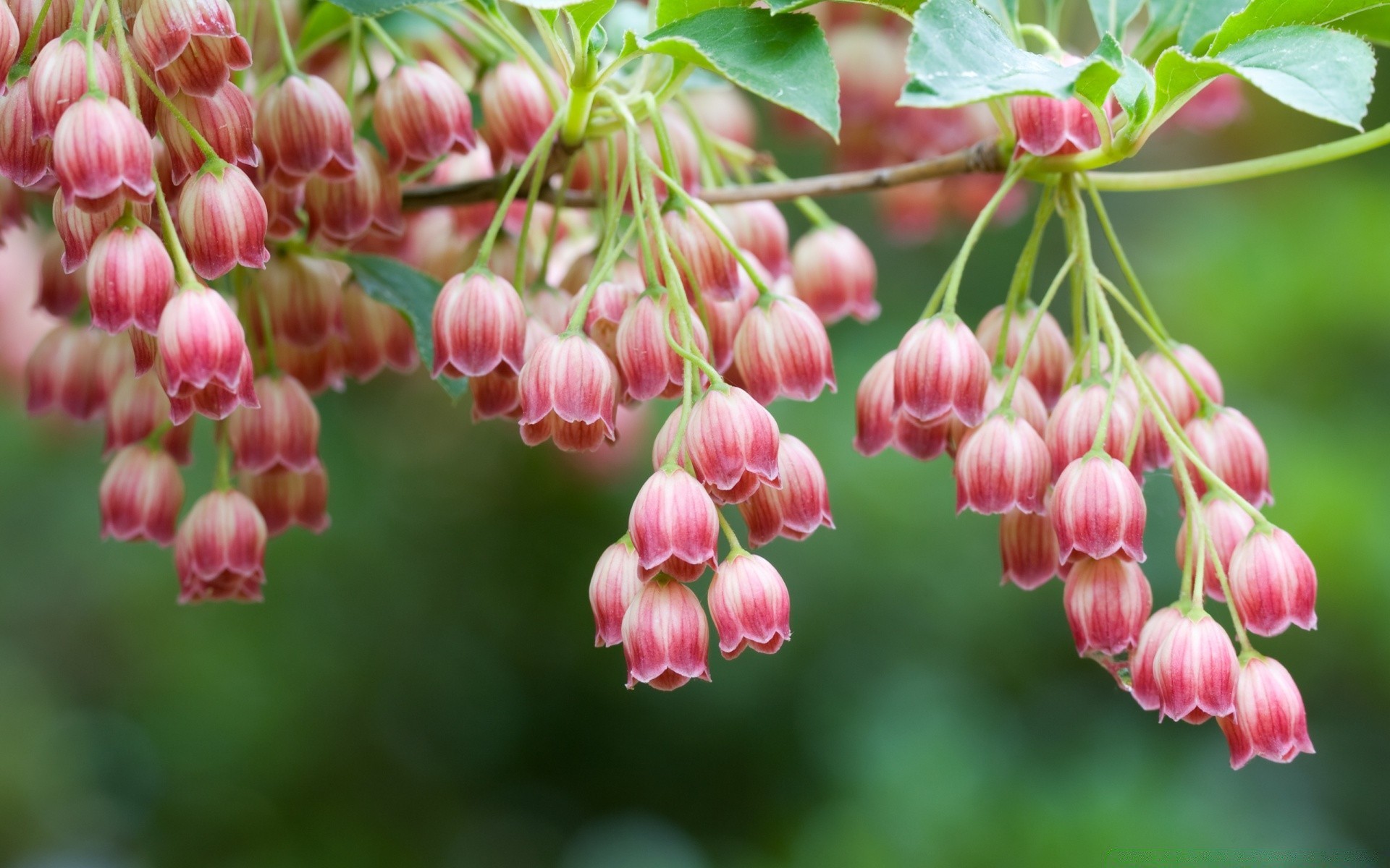 mac natura ogród na zewnątrz wiszące kwiat liść flora jasny zbliżenie