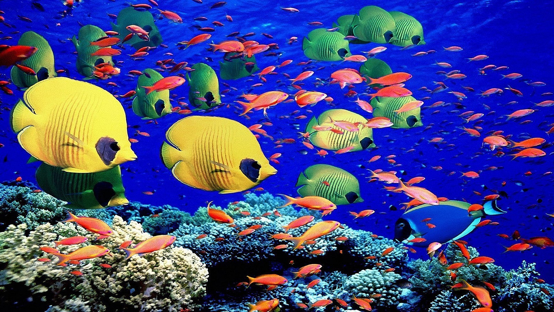 animales bajo el agua peces acuario coral arrecife agua natación buceo océano tropical marino acuático mar peces de colores profundo buceo snorkel agua salada exótico medusas