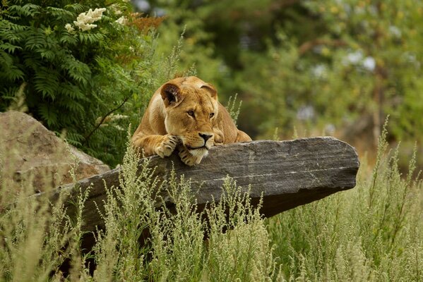 Lionne sauvage se trouve sur la pierre