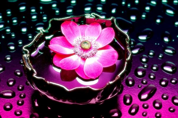 Flor rosa iluminada con gotas