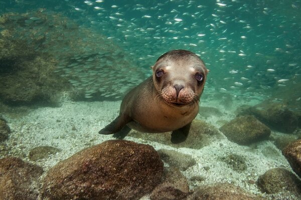 Um pequeno seal Debaixo d água