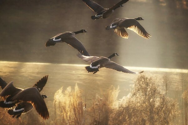 Ducks flying away to warmer climes