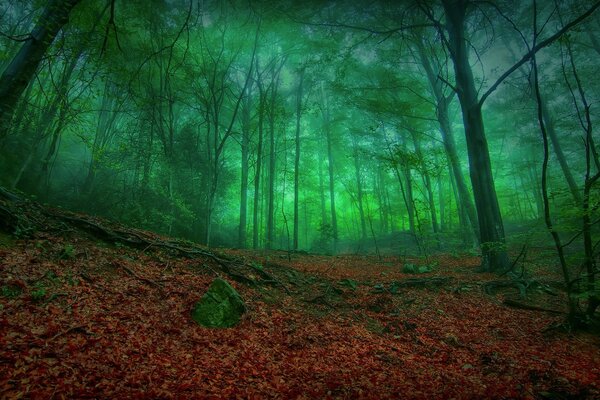 Grüner Nebel im dichten Wald