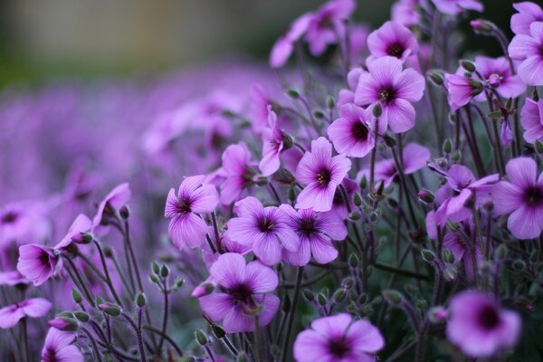 Bahçede flora doğa çiçeği