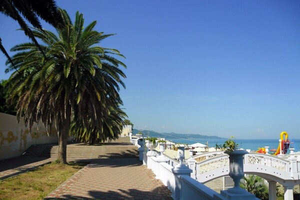 Bela imagem na praia com uma palmeira