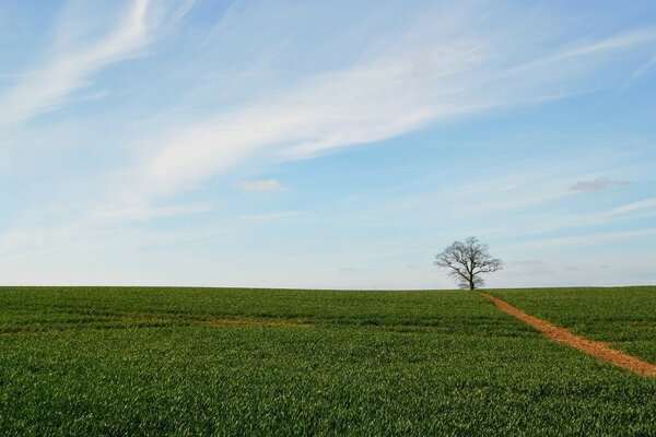 A huge green field stretching beyond the horizon
