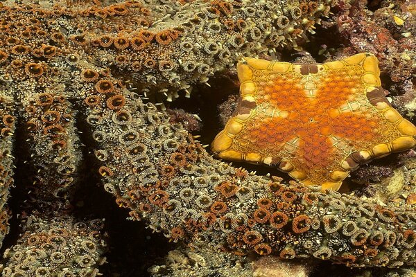 Tentacoli di polpo e stella gialla