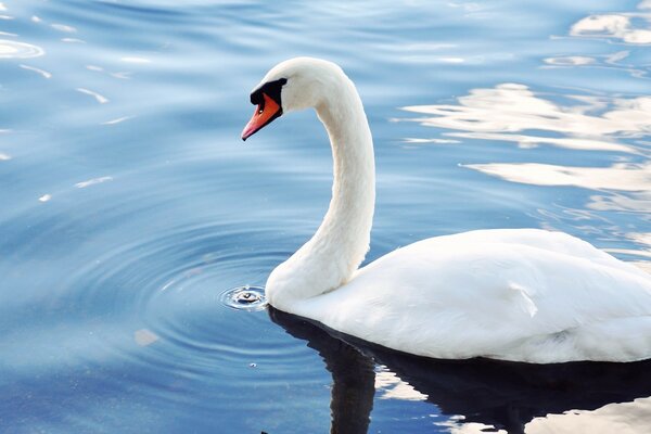 Cisne branco na água