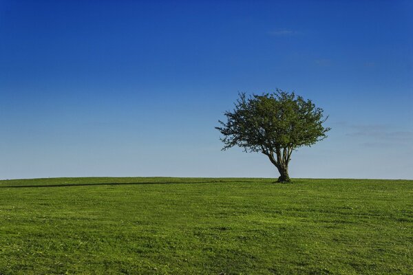 A green tree in the middle of a green field