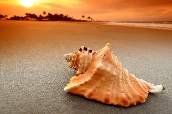 Coquillage sur la plage de sable au coucher du soleil