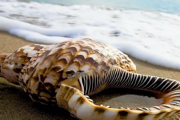 Grand coquillage sur l océan