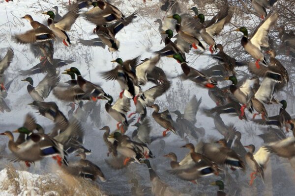 Eine Herde Enten kam im Winter an