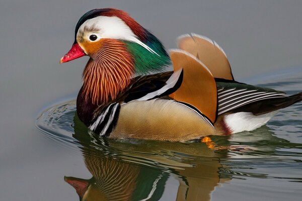 Colorful beautiful duck with a red beak