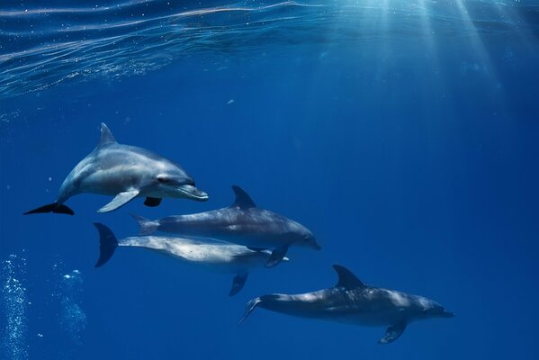 Una bandada de delfines adultos bajo el agua