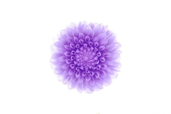 Delicate lilac flower on a white background