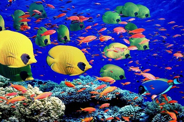 海底世界的鱼类和珊瑚
