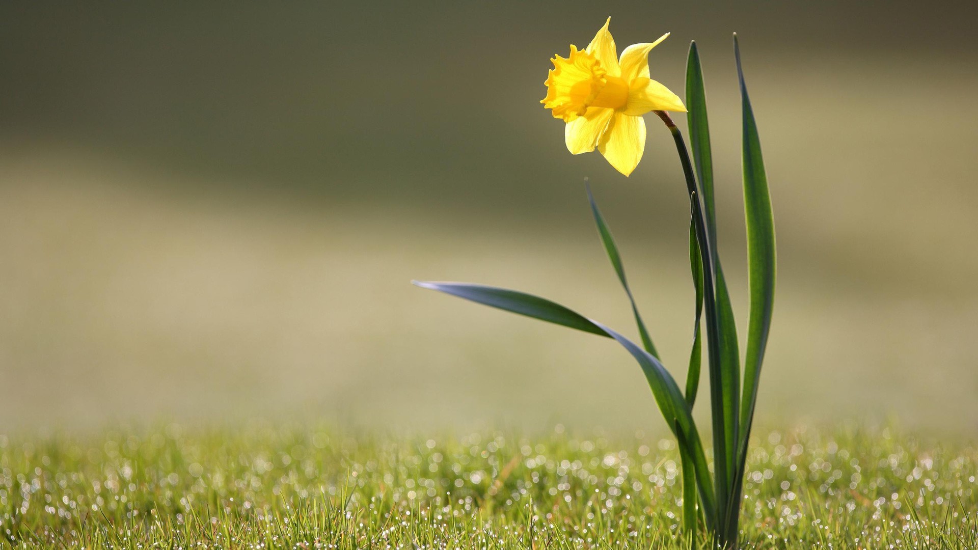 flowers nature grass field flower summer hayfield flora blur leaf growth outdoors