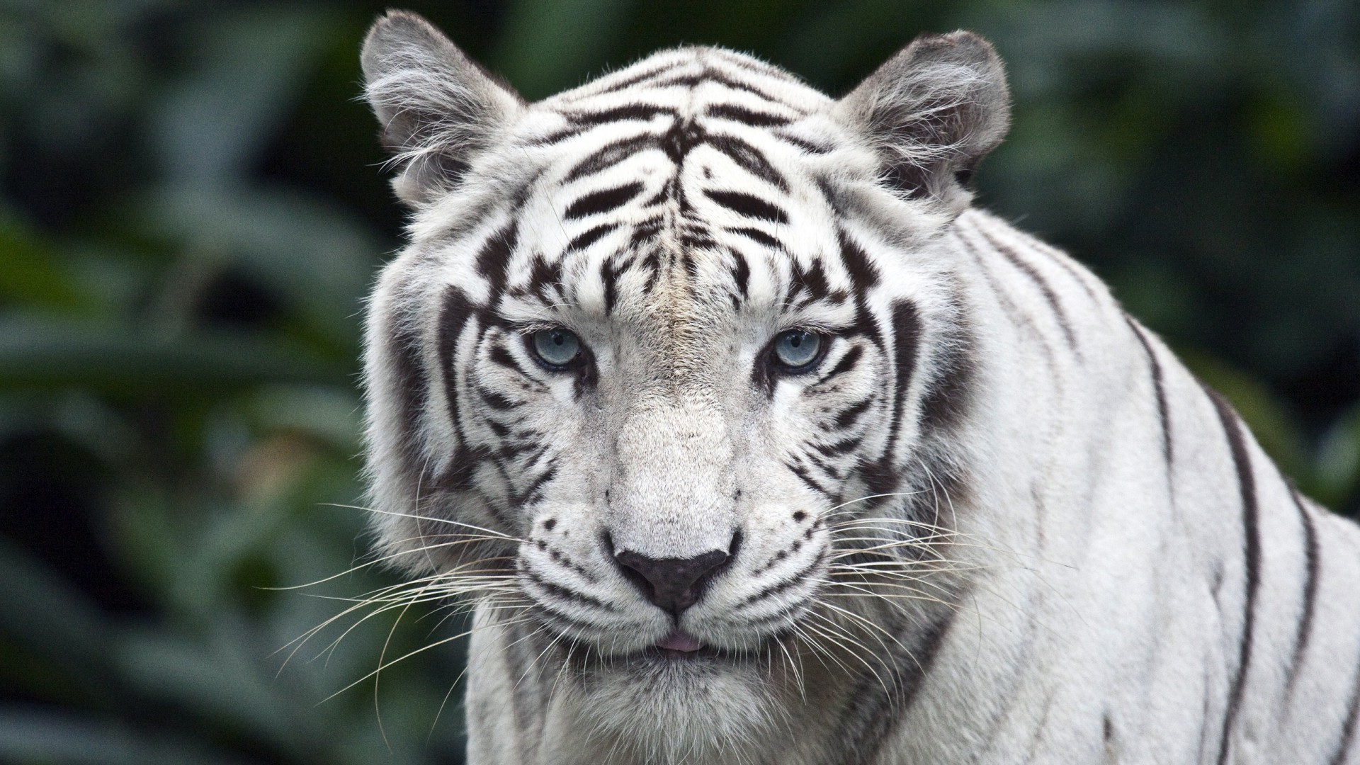 tigres vida silvestre gato animal mamífero tigre zoológico selva depredador salvaje retrato safari grande cabeza carnívoro piel cazador raya peligro