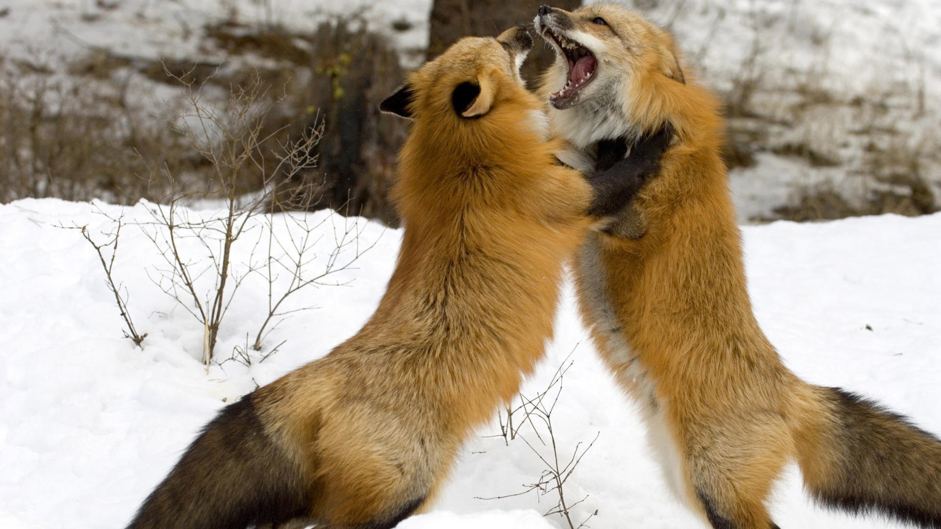 raposa mamífero vida selvagem animal natureza pele inverno fofa neve selvagem gato