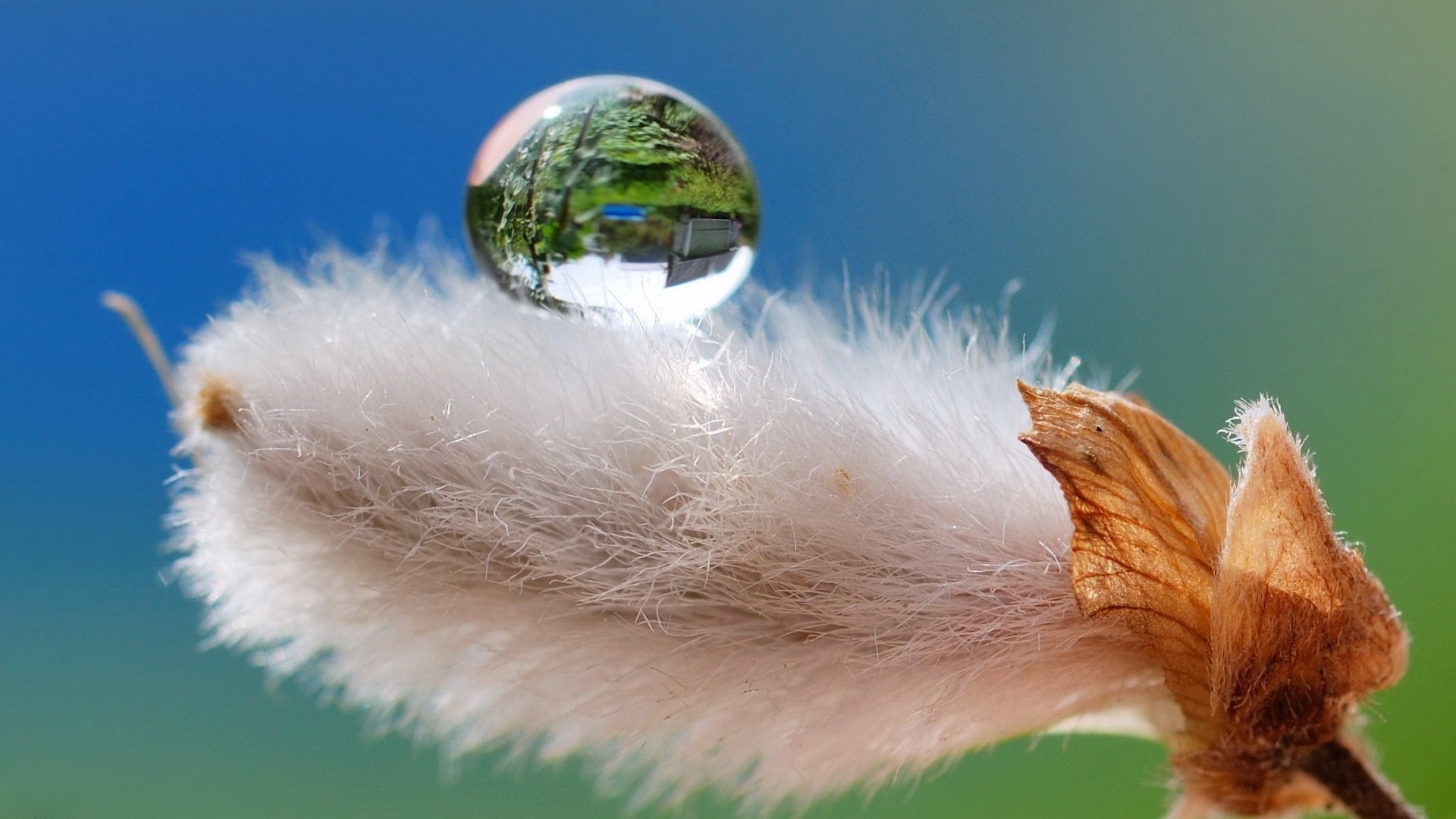 tröpfchen und wasser flaumig vogel natur feder im freien tier ostern unschärfe winter himmel weichheit gras tierwelt