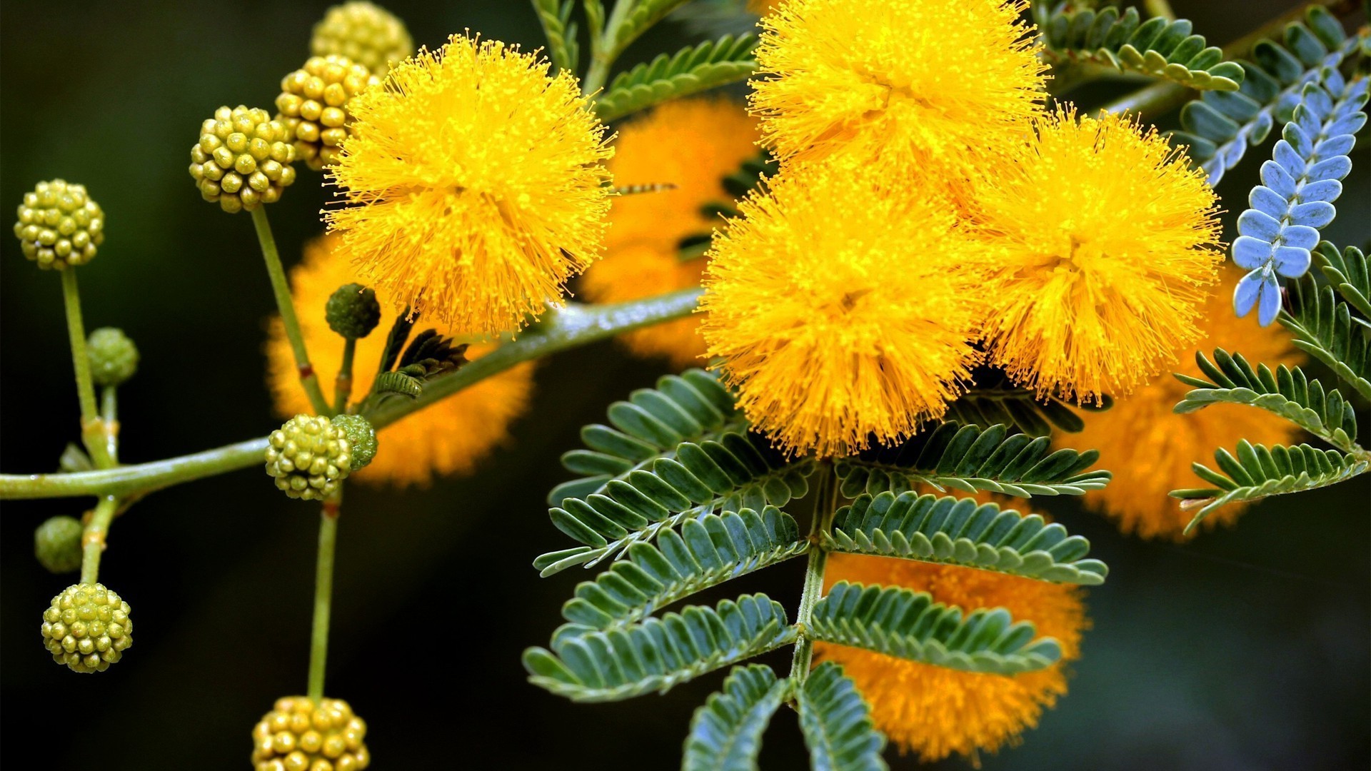 fleurs nature flore feuille fleur floral fermer jardin couleur branche été bluming arbre saison lumineux à l extérieur croissance botanique