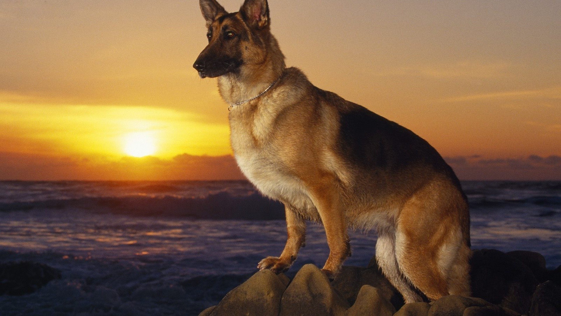 hunde säugetier hund eins hundeführer zwei seitenansicht