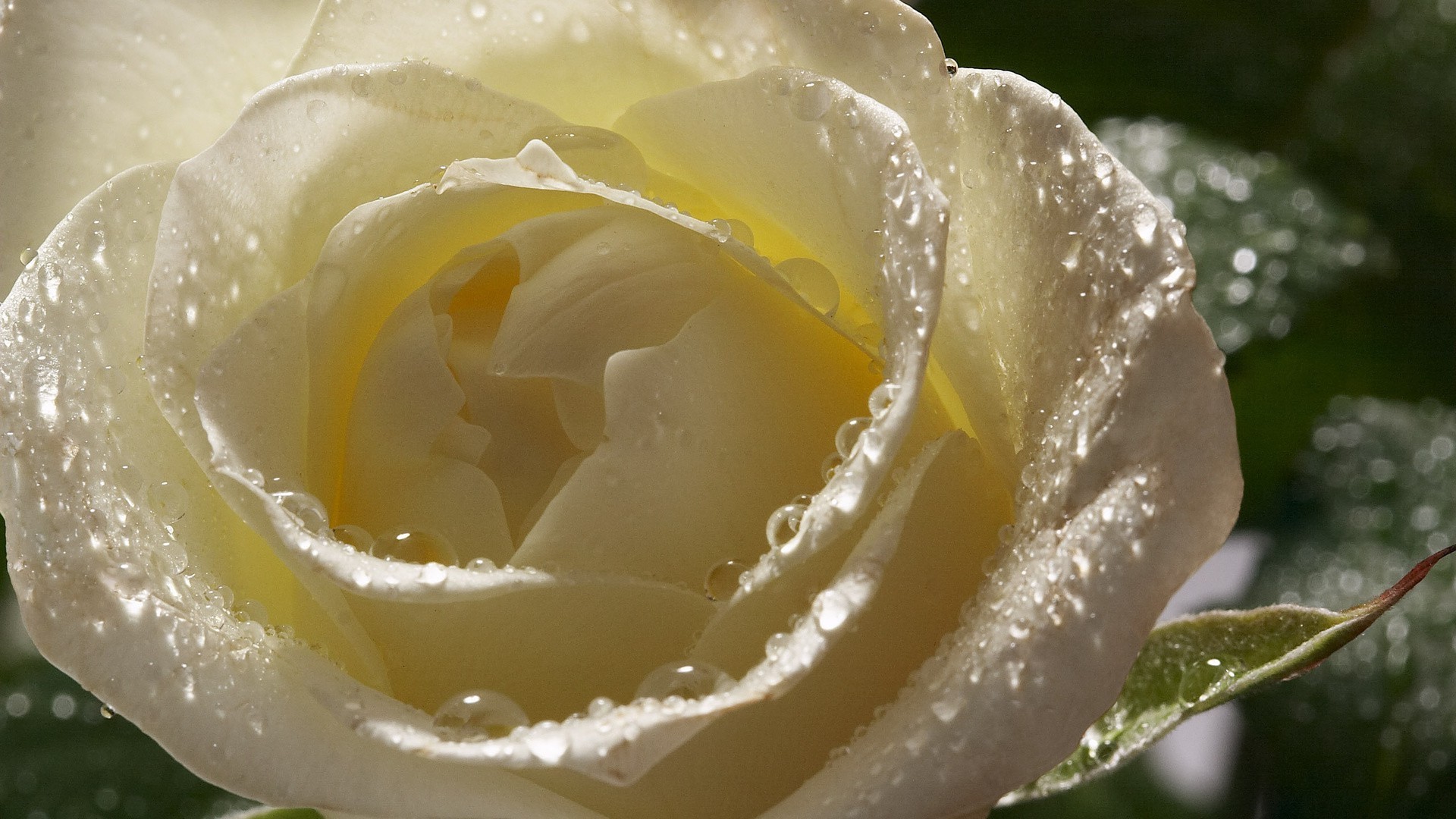 flowers flower dew water wet nature leaf drop rose love romance flora petal