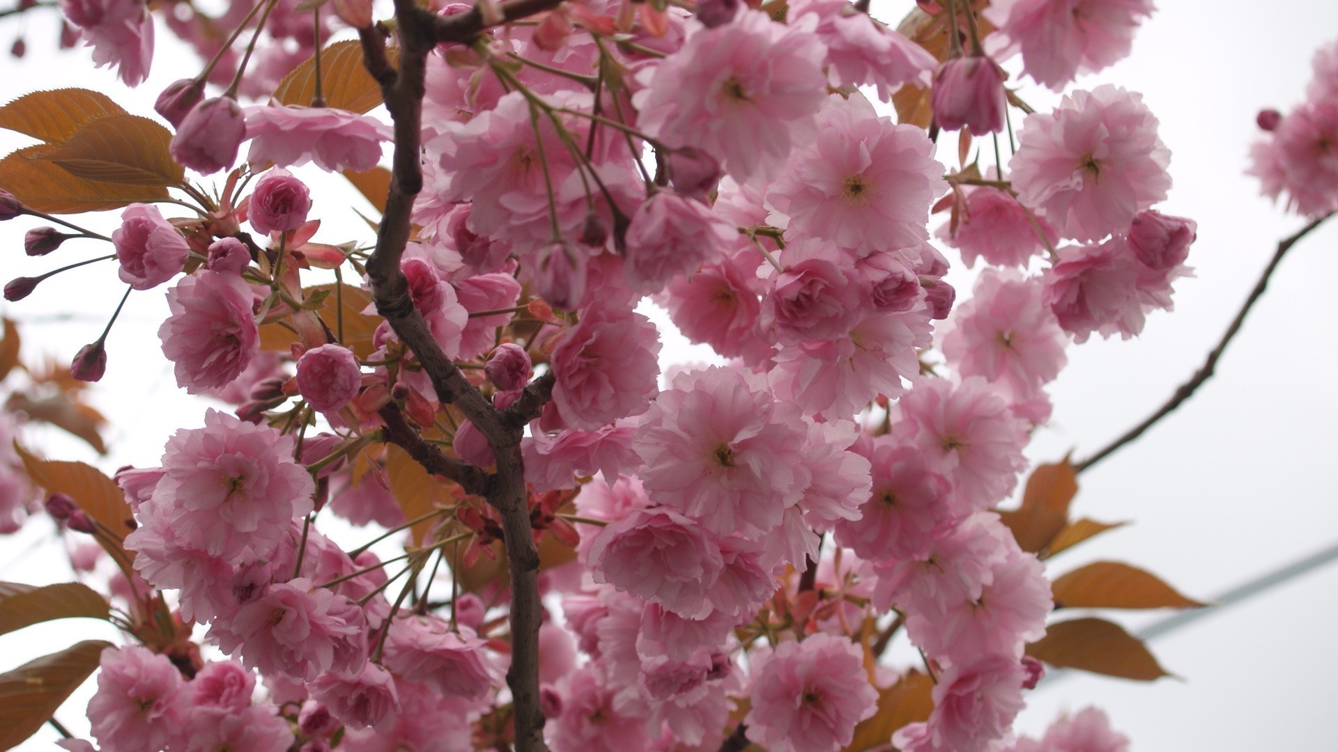 fiori sugli alberi fiore ramo ciliegio flora albero natura giardino stagione fioritura floreale petalo foglia primo piano colore primavera luminoso crescita compagno delicato