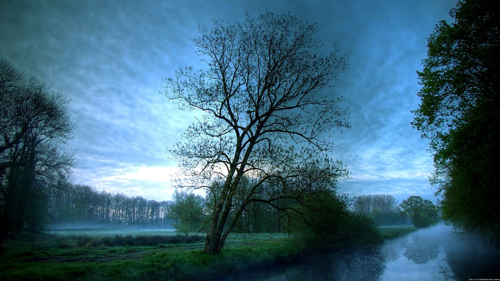 night evening twilight tree landscape dawn nature wood fog mist lake sun outdoors weather fair weather countryside scenic placid