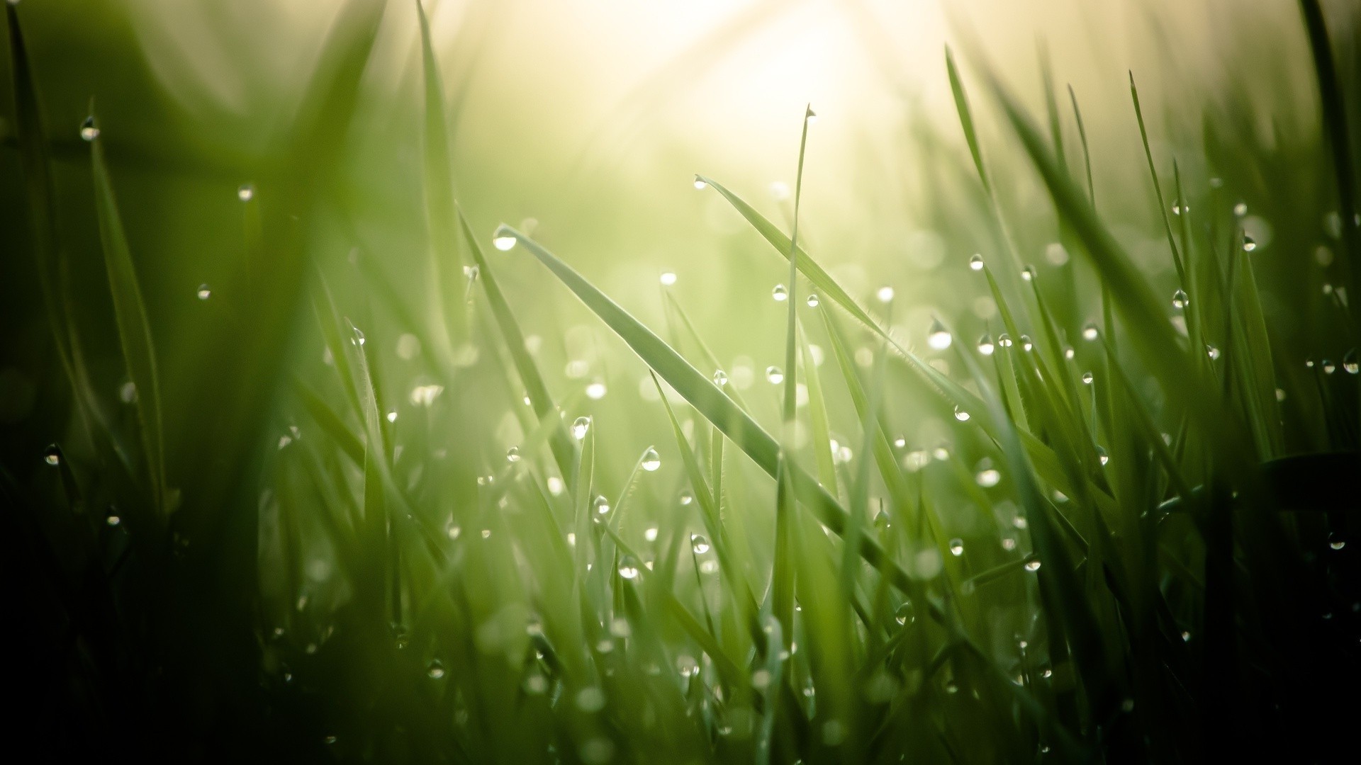 goccioline e acqua erba rugiada foglia natura prato estate giardino lussureggiante crescita flora pioggia caduta sole luminoso fieno alba