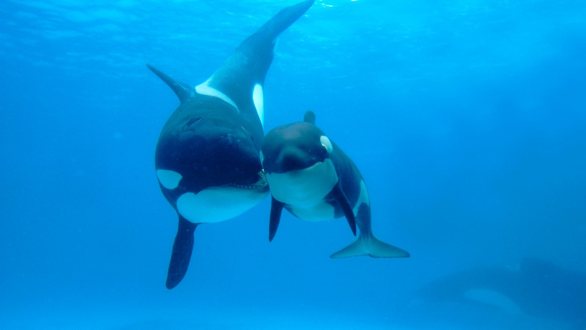 animaux sous-marin natation poissons eau océan ventilateur dauphin plongée requin mer baleine faune sports nautiques aquarium