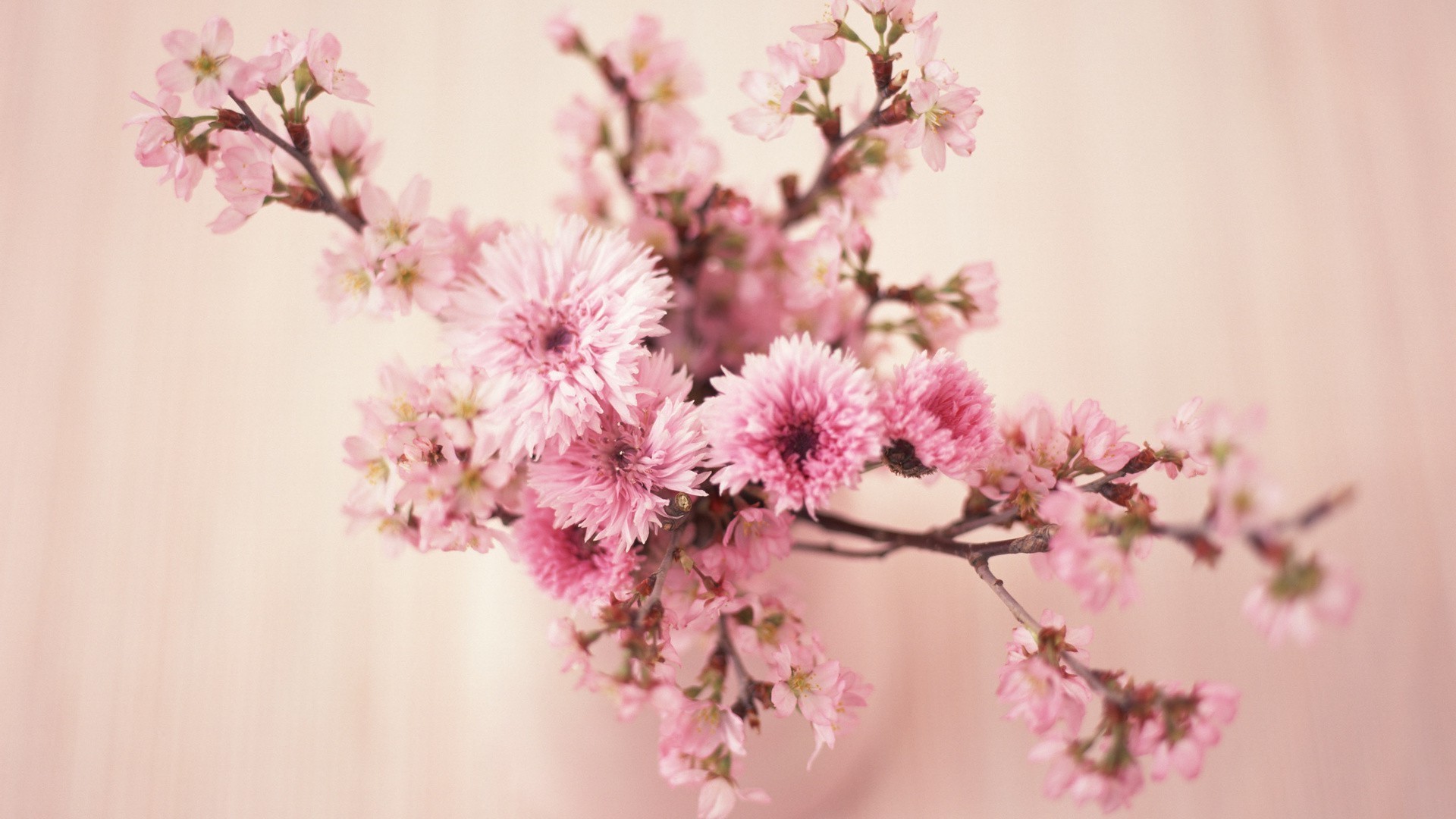 in vase oder topf blume natur flora kirsche zweig blütenblatt blühen blatt baum sommer hell floral zart wachstum garten kumpel frühling saison