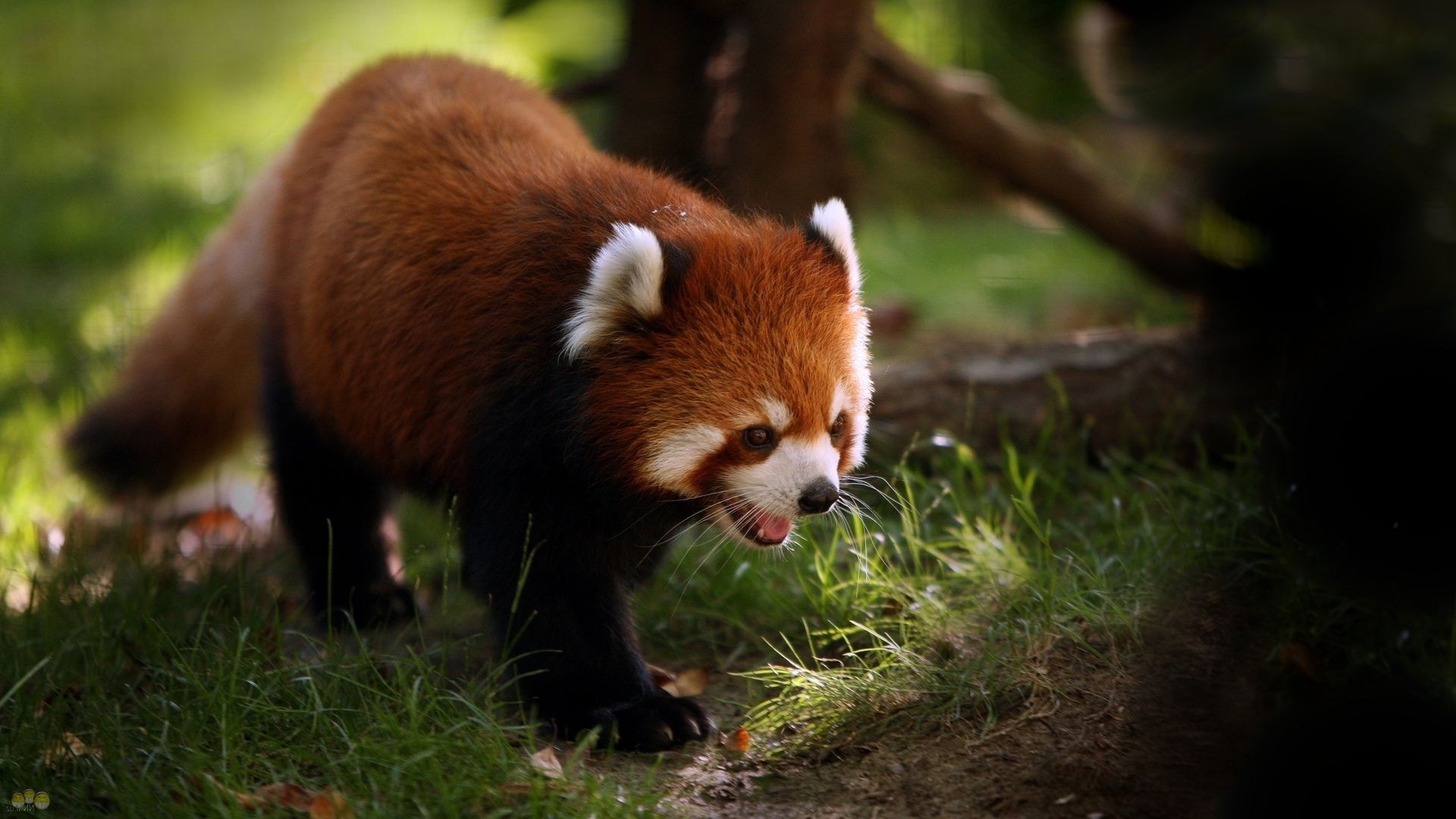 animais mamífero animal vida selvagem fofa natureza pele